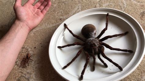 Massive Size Differences Between Two Tarantulas, A Goliath Birdeater ...