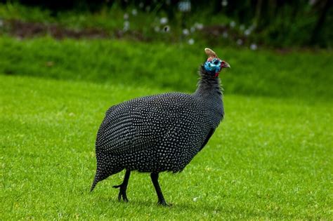 Guinea Hens For Beginners (The Complete Care Sheet) | Chickens And More