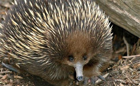 Echidna - ADAPTATIONS ASSIGNMENT