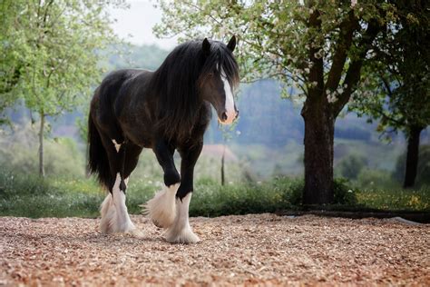 20 Facts About Shire Horses - Facts.net