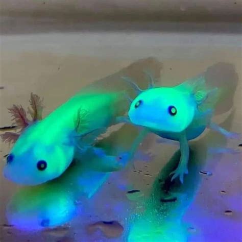 17 Fascinating Axolotl Colors: A Complete Guide to Colors of Axolotls ...