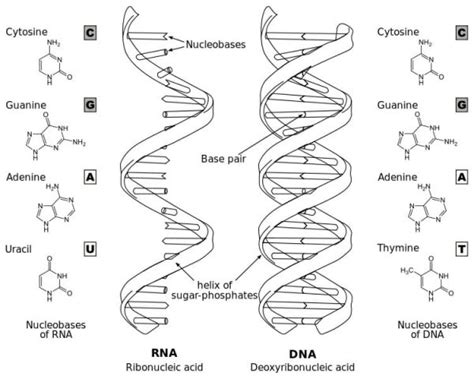 Base Pair - Definition, Rules and Quiz | Biology Dictionary