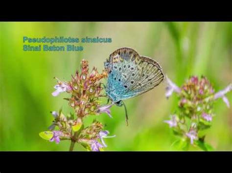 Sinai Baton Blue - YouTube