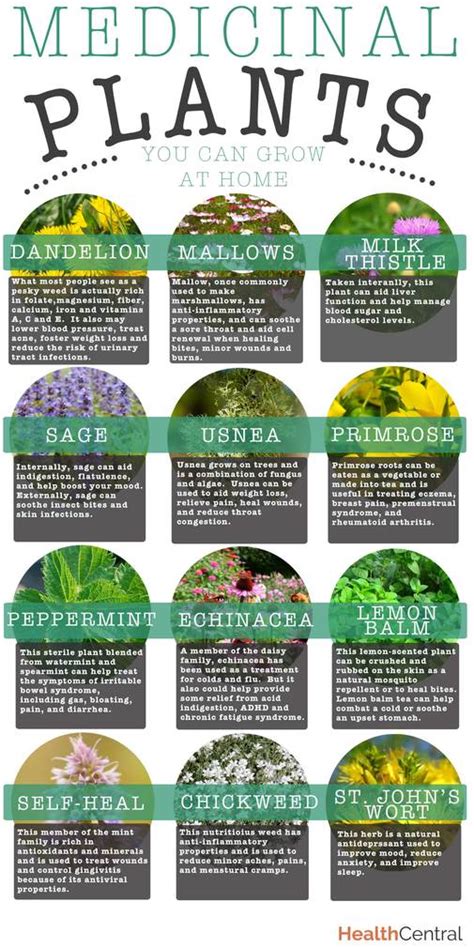 Medicinal Plants You Can Grow At Home (INFOGRAPHIC) - Diet & Exercise ...