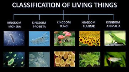 Living Things: Definition, Characteristics, Classification, Examples