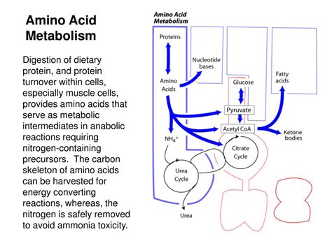 PPT - Amino Acid Metabolism 1: Nitrogen fixation and assimilation ...