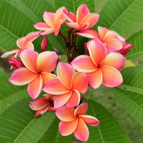 Top 8 Must-Have Tropical Plants – Easy To Grow Bulbs