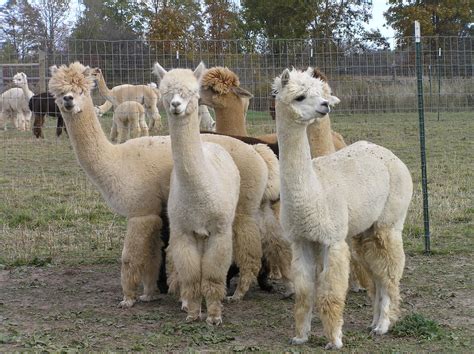 352 Lovable Llama Names for Your Furry Friend - Animal Hype