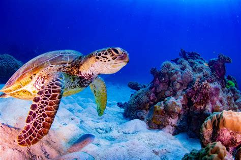 turtle-great-barrier-reef - Great Barrier Reef Liveaboards