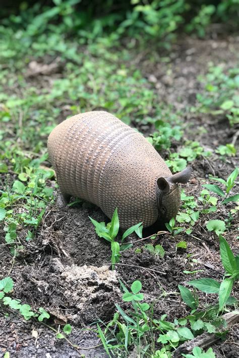 What Do Armadillos Eat? (8 Tips to Get Rid of Them) (2022)