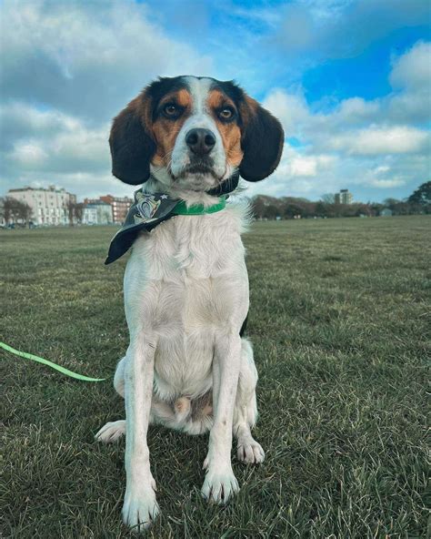 Cocker Spaniel Beagle Lab Mix