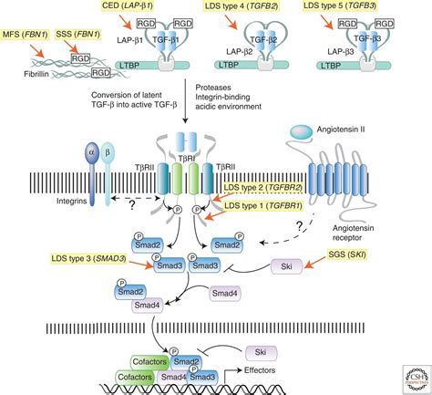 TGF-β Family Signaling in Connective Tissue and Skeletal Diseases