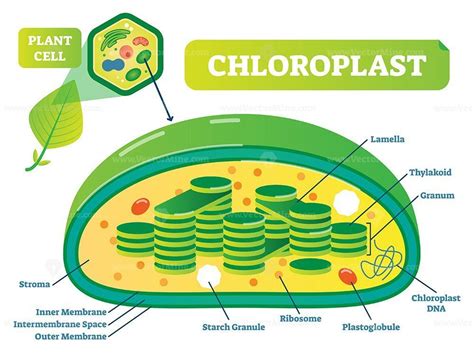 Plant Chloroplast chemical biology vector illustration cross section ...