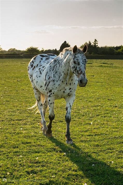 Near Leopard spot Appaloosa | Pretty horses, Horses, Beautiful horses