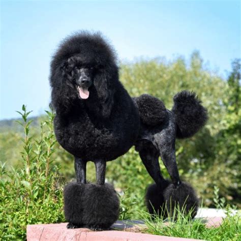 Parti Poodle - Breed Profile & Information - SpiritDog Training