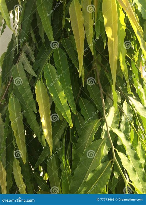 Ashoka tree leaves stock image. Image of asoca, indica - 77773463