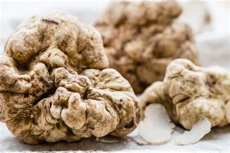 Where to Find Glorious White Truffles This Season in Los Angeles - Eater LA