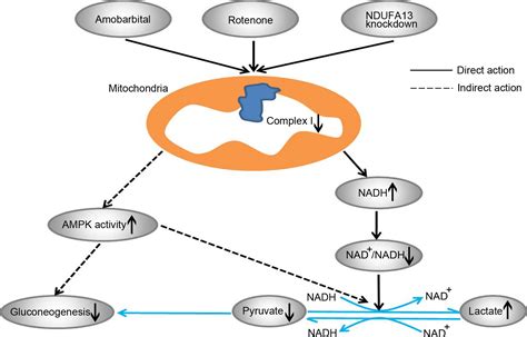 Gluconeogenesis Mitochondria