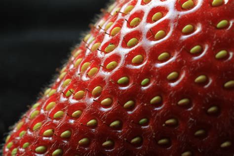 Why don’t we grow strawberries from seed? | Strawberry Center BLOG