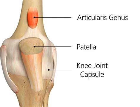 articularis genu muscle mri Archives - Mobile Physiotherapy Clinic