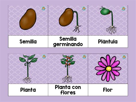 Ciclo vida de las PLANTAS (3) – Imagenes Educativas