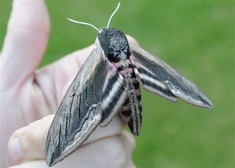 Matt Eade's Blog: Privet Hawk Moth 6/6/13