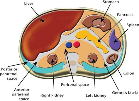 Abdominal Sonography - Lange Review Ultrasonography Examination, 4th ...