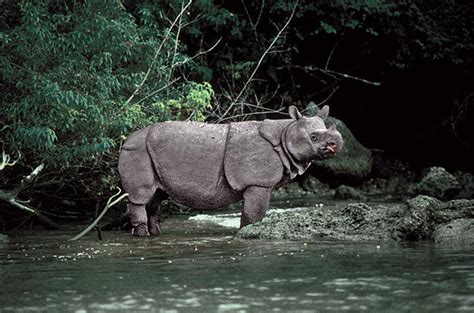 Javan Rhinoceros Population Graph