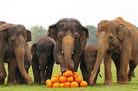 Watch These Elephants Joyfully Crush Halloween Pumpkins