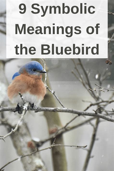 Symbolic Meanings of the Bluebird