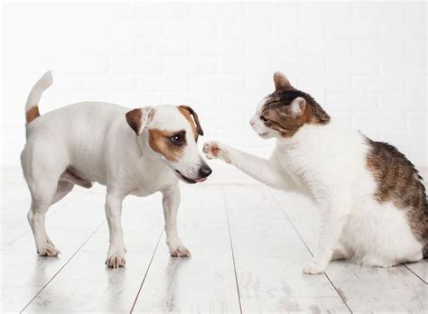 Why Do Cats and Dogs Fight? There are many scenarios.