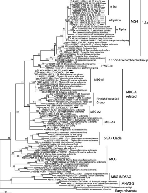 Maximum-likelihood (ML)-estimated 16S rRNA gene phylogeny of ...