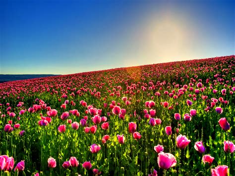 Tulip Field HD wallpaper | 2560x1920 | #23638