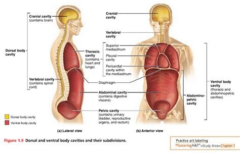 Human Anatomy Labeling Body Cavities - Human Anatomy