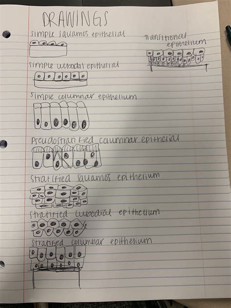 drawings of epithelial tissue | Anatomy and physiology textbook, Basic ...