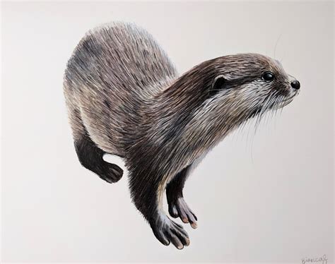 Otter Drawing Colored Pencil Otter Otter Artwork Hand Drawn Wildlife ...