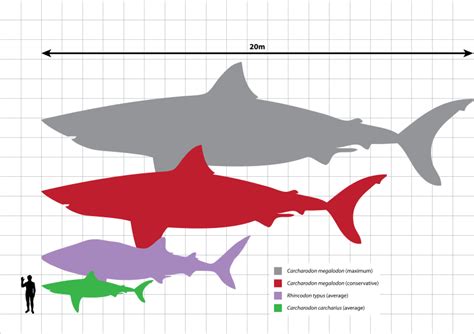 10 Killer Megalodon Shark Facts - FossilEra.com