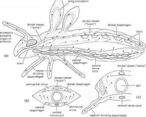 Insect Circulatory System Animation