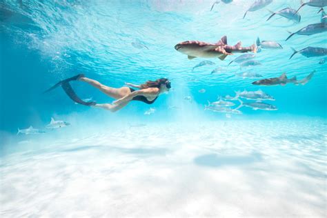 Bahamas Swim with Sharks: What You Need to Know About Compass Cay