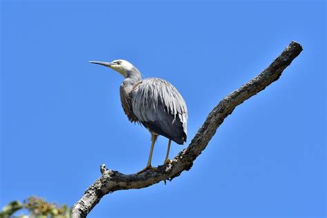 Bird White-Faced Heron - Free photo on Pixabay