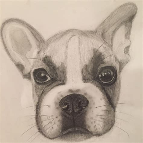 Pencil Drawing of French Bulldog Dog Sketch, Pin Pics, Marion, Dog Art ...