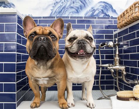 French Bulldog Grooming 101 - Frenchie FAQ