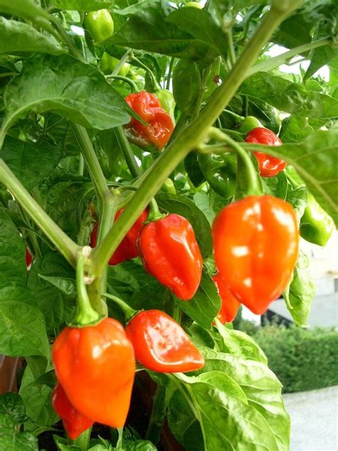 Habanero Care: Growing Tips For Habanero Peppers