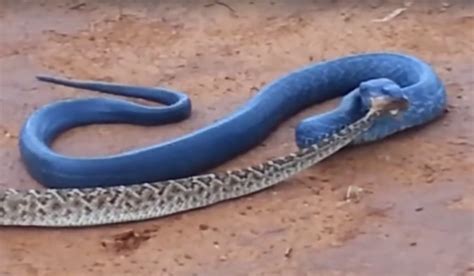 Here’s Why Texas Indigo Snakes Are Good to Have Around [VIDEO ...