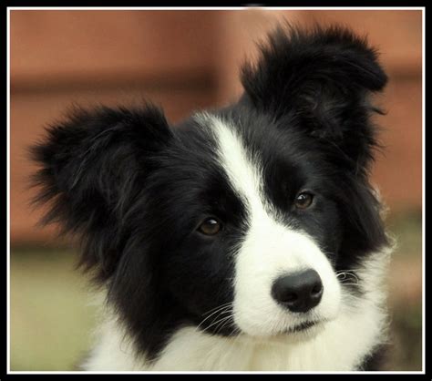 37+ Cute Puppies Border Collie Pic - Bleumoonproductions