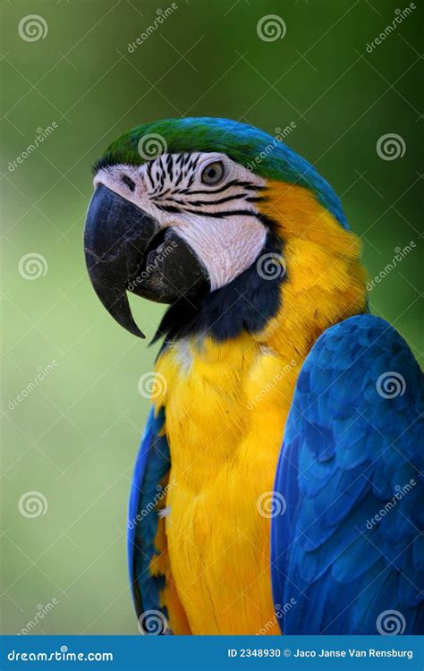 Brazilian Macaw stock photo. Image of macaw, yellow, beak - 2348930