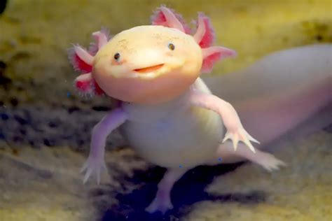 Onde você encontra axolotls, o que é um axolotl? O Guia Ultimate ...