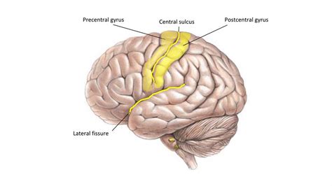 Precentral and Postcentral gyrus Diagram | Quizlet