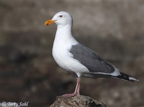 Western Gull - Species Information and Photos