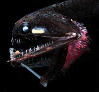 Researchers Discover What Makes Deep-sea Dragonfish Teeth Transparent ...